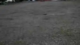 greatvigor grassin'