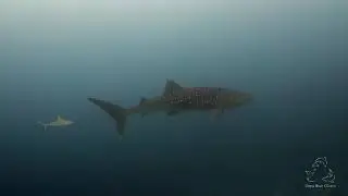 Deep Blue Divers | Highlights of 2018
