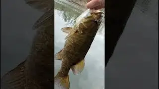 Trout bass deer turkeys..we do it all! subscribe! #fishing #hunting #nature #outdoors #troutfishing