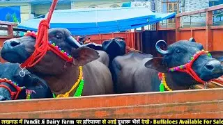 लखनऊ में Pandit Ji Dairy Farm पर हरियाणा से आई दूधारू भैंसें देखें👌/ Buffaloes Available For Sale