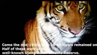 Javan Tiger
