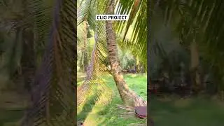 BTS VIDEO COVER CLIO #coverindonesia #musikcover #kebun