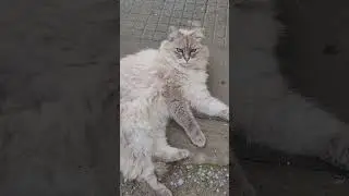 Caramel cat rolling where it rained 😄