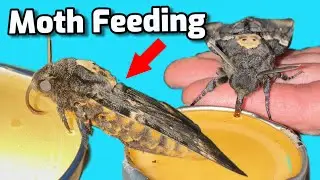 Moth FEEDING tutorial (EASY)