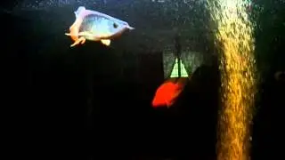 Arowana hiback rtg