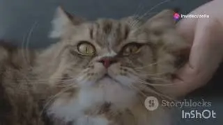 How Cats Communicate with Their Owners - Signals You Need to Know