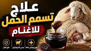 علاج تسمم الحمل للأغنام/اسباب تسمم الحمل/اعراض تسمم الحمل 