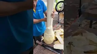 Особое применение сердцевин пальм!