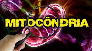 Qual É a Função da Mitocôndria? Eu te Explico #12  | Biologia com Patrick Gomes
