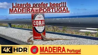 MADEIRA - Lizards prefer beer  in 💢4K #virtualmadeira