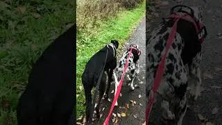 Pet Friends 2020 - North Devon, UK 🇬🇧 - BritishGirlExplores #BGEsquad