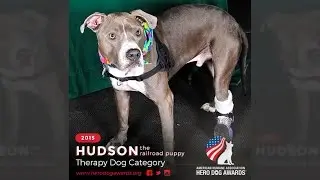 2015 American Humane Association Hero Dog Awards&trade; - Therapy Dog Category &ndash; Hudson