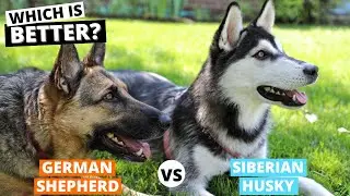 German Shepherd vs. Siberian Husky: Which is Better?