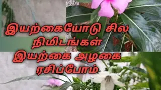 இயற்கை அழகை ரசிப்போம் 🌿🍁🏞️Nature is always Beautiful 🏞️🍁🌿@KayalSakthii 