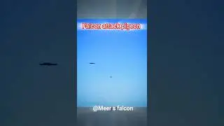 (the best) peregrine falcon vs pigeon
