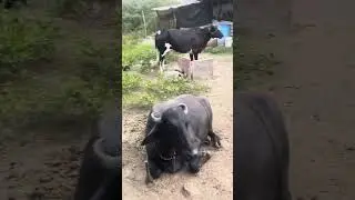 Mini farm delhi