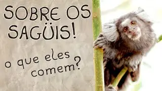Sobre o Sag&uuml;i! - Alimenta&ccedil;&atilde;o