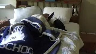 Rabbit trying to wake up sleeping girl!