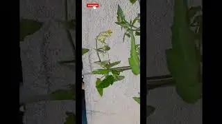 Tomatoes time lapse flower to fruits