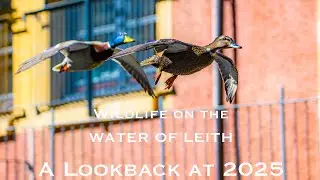 The Water of Leith - A Lookback at 2025