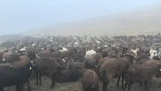 GECE KURT YAĞMUR SİS RÜZGAR SOĞUK ZORLUYOR.