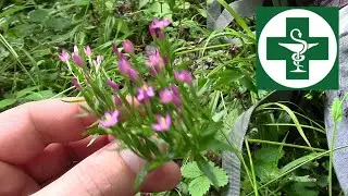 Common Centaury  /Centaurium umbellatum/