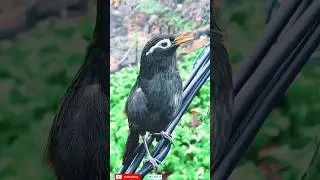 Relaxing Cute Bird Sounds |Sweet Chirping for Peace & Nature Lovers #shorts #viral #cutebirds #sound