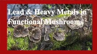 Lead and Heavy Metals in Functional Mushroom Supplements