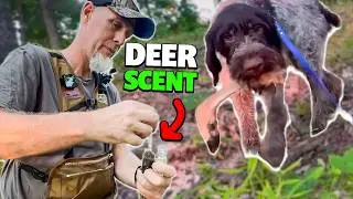 Training Dogs to Track Wounded Deer (Coyote Tracks My Line)