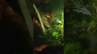 Galaxy Rasbora fight