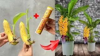 🌱New research on breeding methods stimulates banana plants to grow 10 times faster...