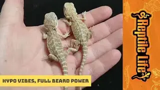 Hypo Central Bearded Dragons | Reptile Life Ferntree Gully