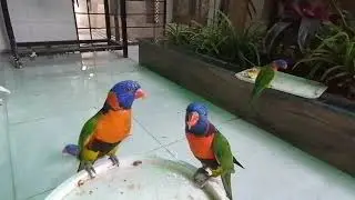 Red color lory parriot are playing in planter