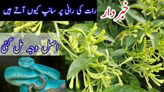 snake on raat ki rani plant | raat ki rani per saamp kyon aate hain | raat ki raani ugane ka tarika.