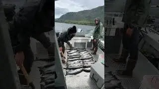 Find the fish, catch your limit. Ketchikan Alaska. Automatic sport fishing
