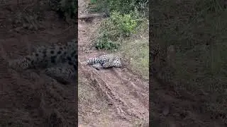 Adorable Leopard Cub! #LeopardCub #BigCats #NatureLovers #africanwildlife  #SafariLife #CuteAnimals