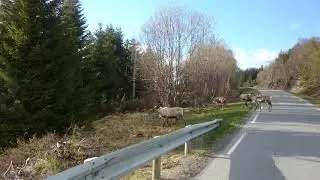Irvasi na putu, Norveska