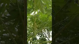 papaya  stem flute
