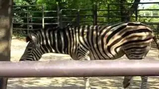 Animal Planet　動物惑星　Equus grevyi シマウマ　Zebra　縞馬