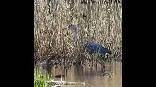 On the hunt  #birds #vogel #nature #wildlife #birdwatching #water #graureiher #greyheron #czapla