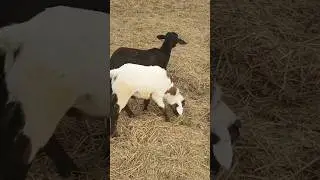 romance,love, fighting, running all mixed #sheep #goat #shorts #farmer #india #kerala #dubai #love