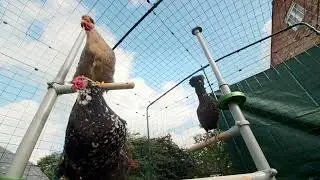 The Omlet PoleTree Chicken Perch