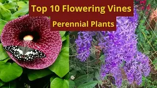 10 Best Permanent Flowering Vines🌷Top 10 Vine/ Flower Plants