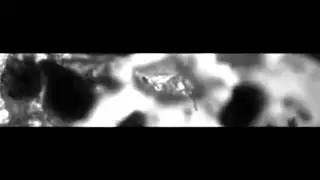 Nictation in nematodes Pristionchus pacificus