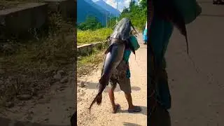 🙏🐟🐟all Arunachal ka sabse bada Machhali👍#assam # viral