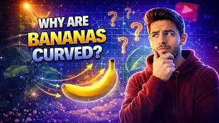 The Curious Curve of Bananas: Nature's Gentle Bend