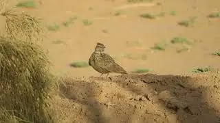 Maghreb Lark, Galerida macrorhyncha, Merzouga, Morocco, 26 June 2024