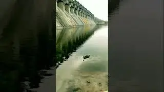#Fishing #pathan #catfish #midmanairdam #karimnagar #shots #fishingvideos