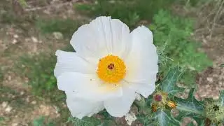 White Prickly Poppy and Mexican Prickly Poppy