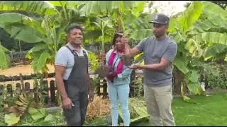 Banana pflanze in Niedersachsen Steyerberg